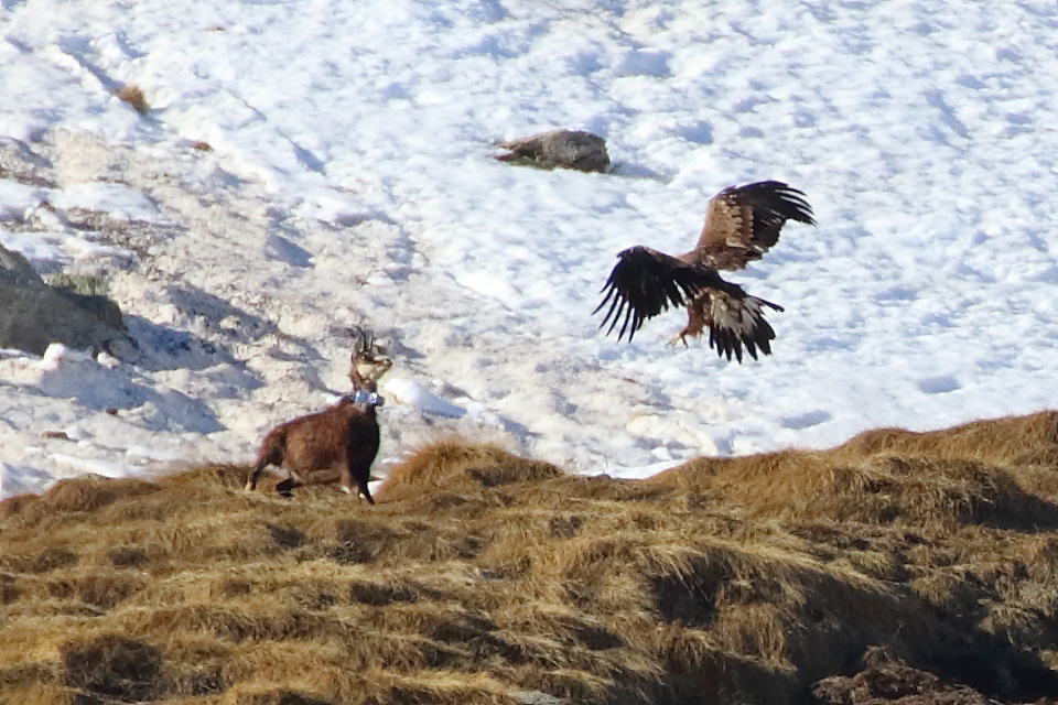 Aquila vs camoscio (documento)